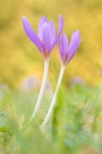 Ocún jesenní (Colchicum autumnale) v přirozeném prostředí, macro