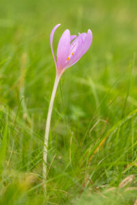 Ocún jesenní (Colchicum autumnale) v trávě, atlasová
