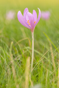 Ocún jesenní (Colchicum autumnale) v trávě, atlasová