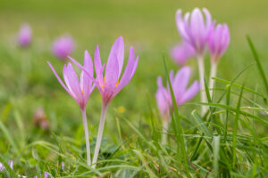 Ocún jesenní (Colchicum autumnale) v trávě