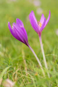 Ocún jesenní (Colchicum autumnale) v trávě, atlasová
