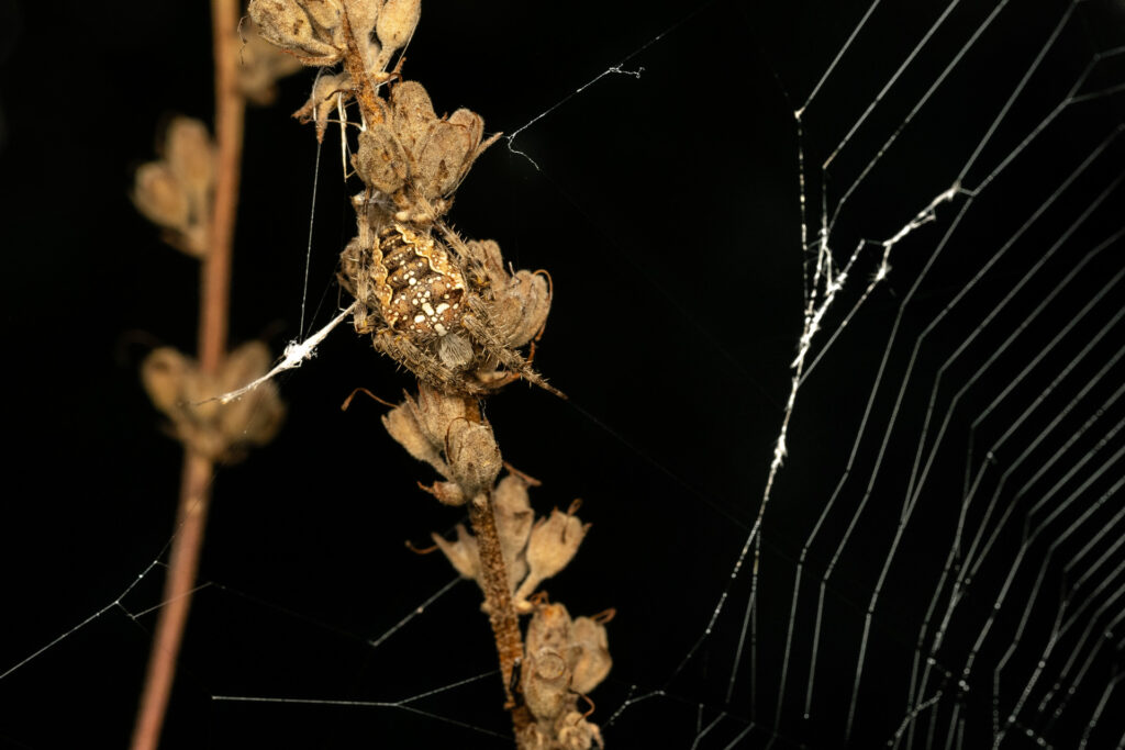 Křižák obecný (Araneus diadematus)