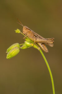 Saranče měnlivá (Glyptobothrus biguttulus) na rostlině, atlasová
