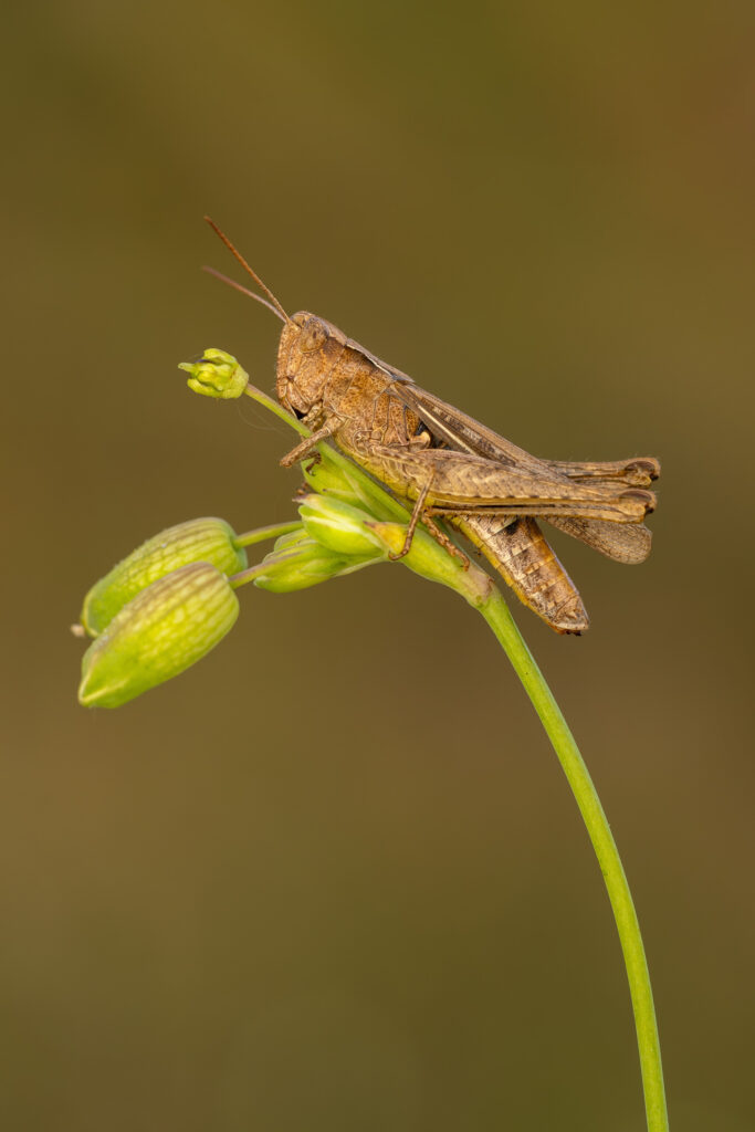 Saranče měnlivá (Glyptobothrus biguttulus) na rostlině