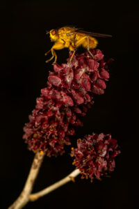 Žlutá moucha Výkalnice hnojní (Scatophaga stercoraria) a krvavec toten (Sanguisorba officinalis) na tmavém pozadí, macro