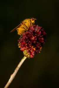 Žlutá moucha Výkalnice hnojní (Scatophaga stercoraria) a krvavec toten (Sanguisorba officinalis) na tmavém pozadí, macro