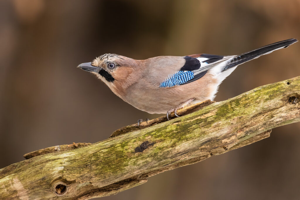 Eurasian Jay (Garrulus glandarius) crouched low on a branch in a dynamic pose, leaning forward as if ready to jump or take flight, with beautifully detailed feather textures and a smooth blurred background