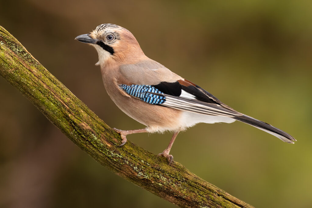 Eurasian Jay (Garrulus glandarius) perched on a moss-covered branch, side profile with clean plumage and a vivid blue wing patch, softly blurred green background