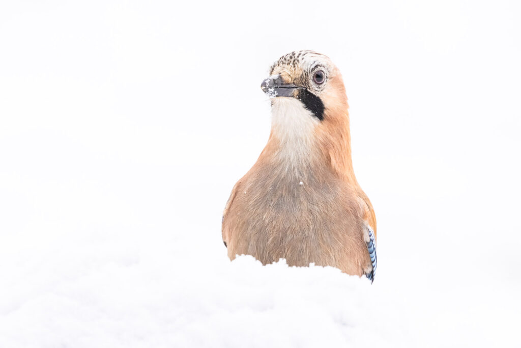 Eurasian Jay (Garrulus glandarius) emerging from deep snow, only its head and upper body visible, snowy beak and soft winter lighting creating a minimalist white scene