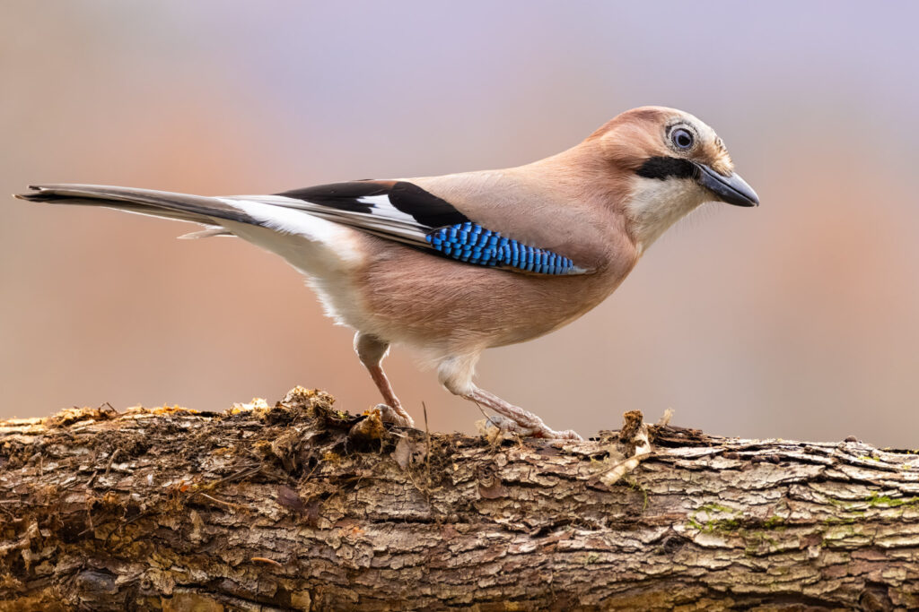 Eurasian Jay (Garrulus glandarius) standing on a textured tree trunk, showing its blue wing patch and sleek plumage, with a smooth blurred background in natural earthy tones