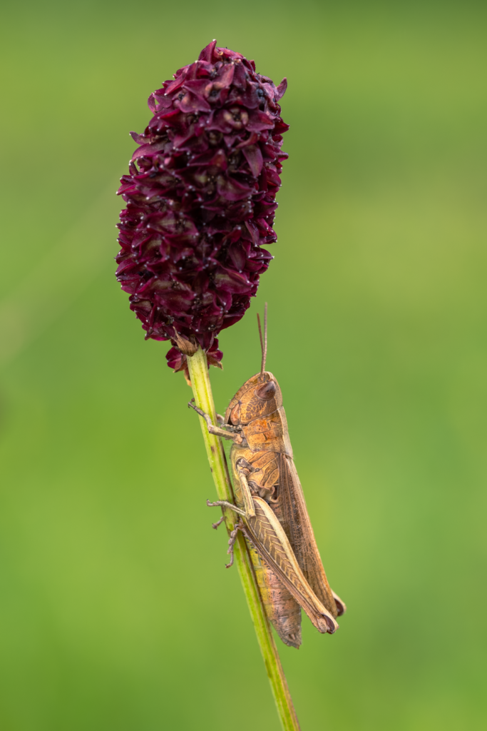 Saranče obecná (Chorthippus parallelus)