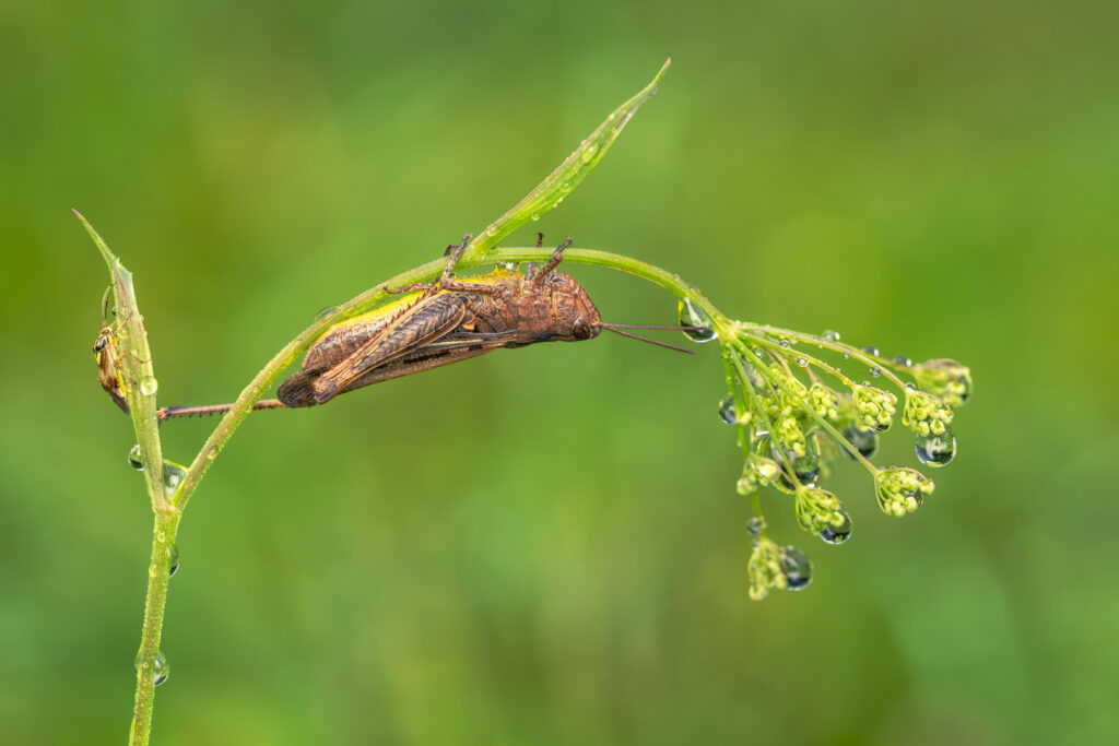 Saranče luční (Chorthippus dorsatus)