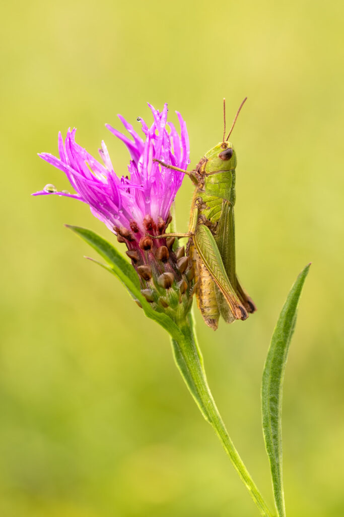 Saranče luční (Chorthippus dorsatus)