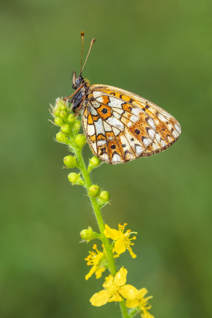 Perleťovec dvanáctitečný (Boloria selene)