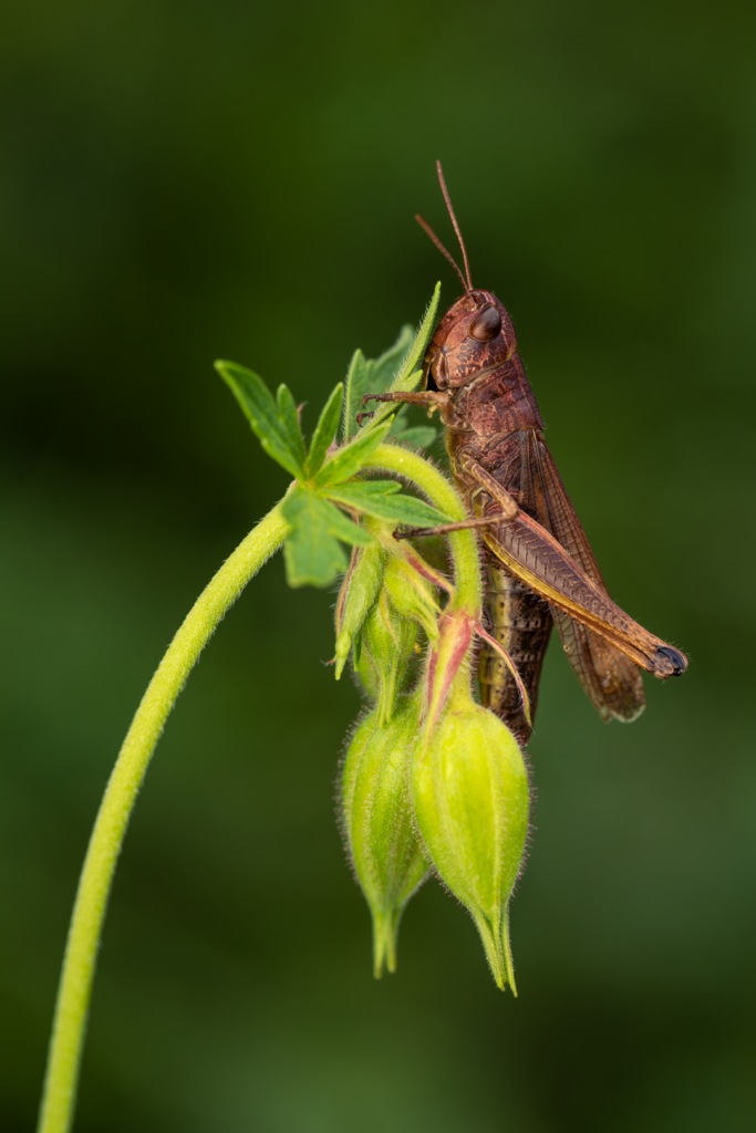 Saranče luční (Chorthippus dorsatus)