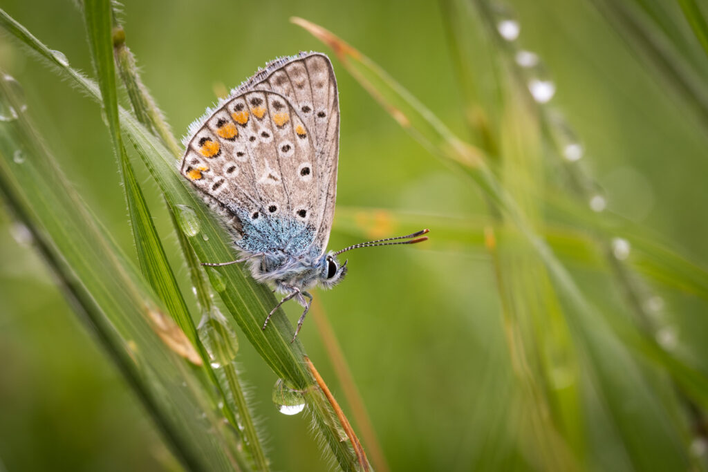 Modrásek jehlicový (Polyommatus icarus)
