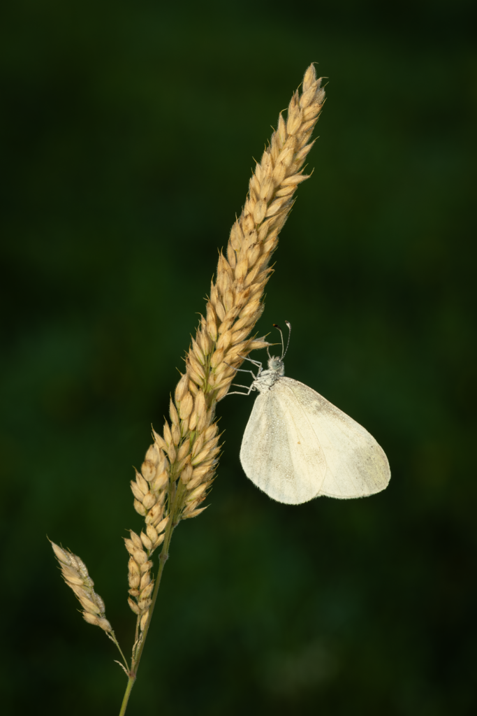 Bělásek luční (Leptidea juvernica)
