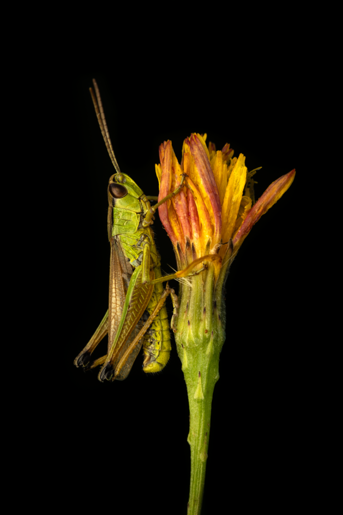 Saranče obecná (Chorthippus parallelus)