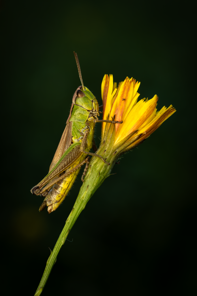 Saranče obecná (Chorthippus parallelus)