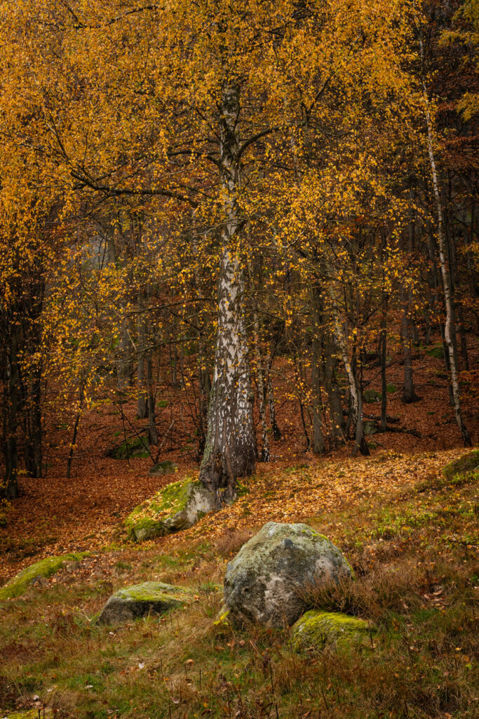 Pulčínské skály - les