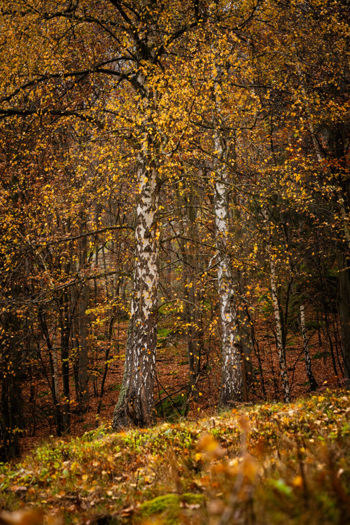 Pulčínské skály - les