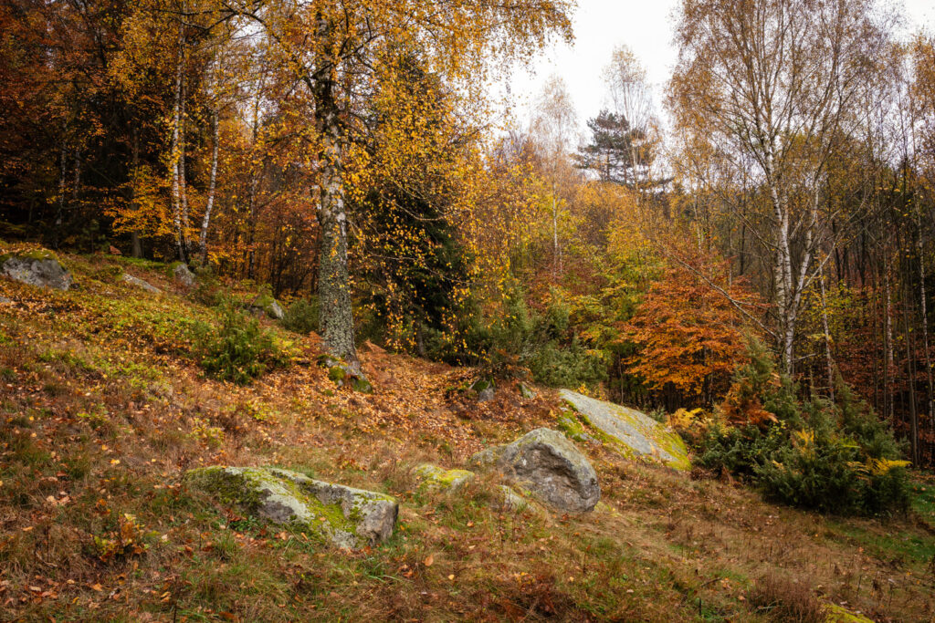 Pulčínské skály - les
