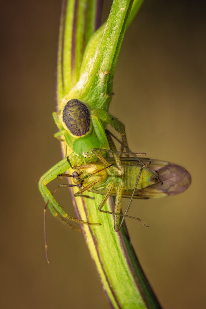Běžník zelený (Diaea dorsata) ulovil Klopušku (Pantilius tunicatus)