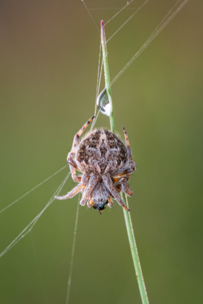 Křižák pýřitý (Agalenatea redii)