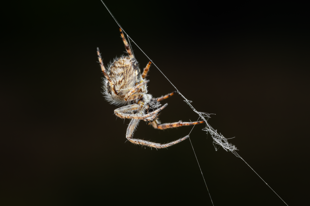 Křižák pýřitý (Agalenatea redii)