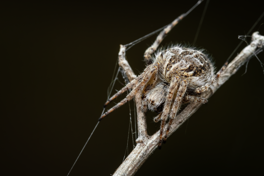 Křižák pýřitý (Agalenatea redii)