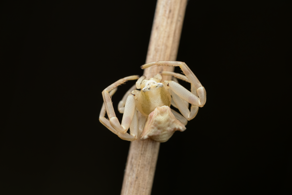 Běžník květomilný (Thomisus onustus)