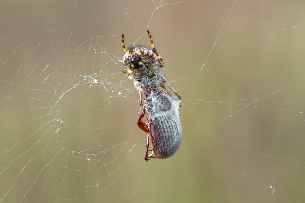 Křižák pýřitý (Agalenatea redii) s kořistí