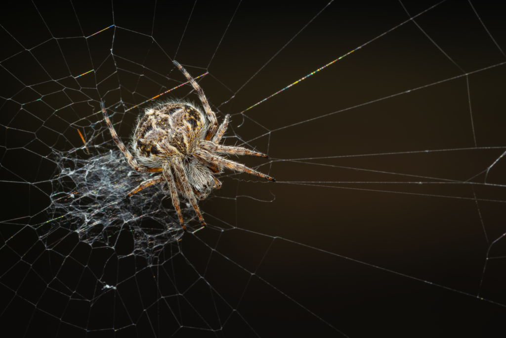 Křižák pýřitý (Agalenatea redii)