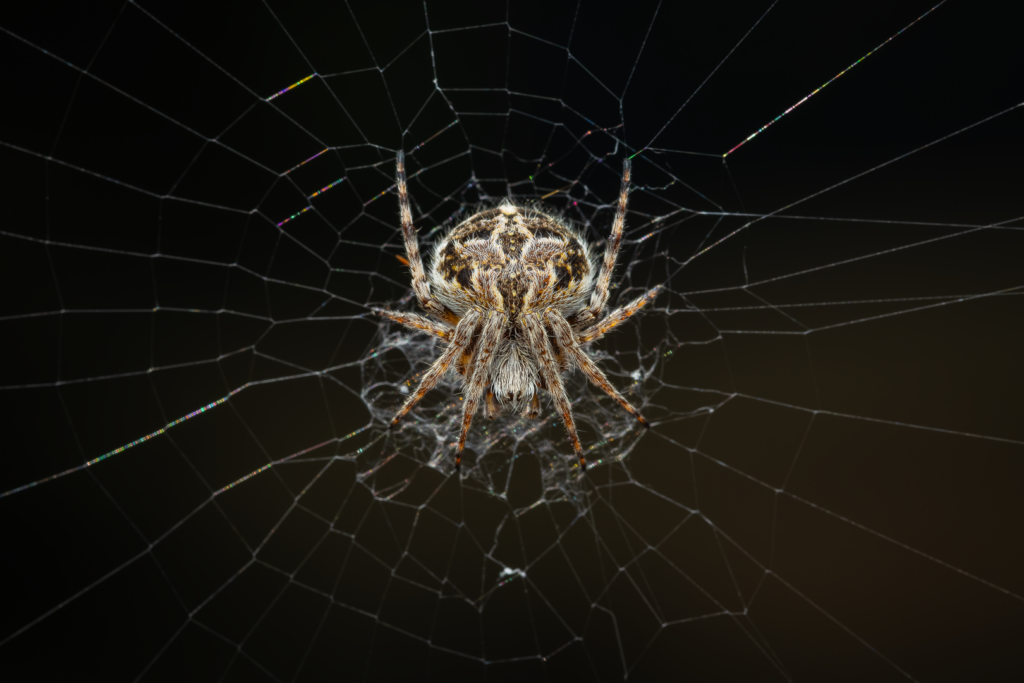 Křižák pýřitý (Agalenatea redii)