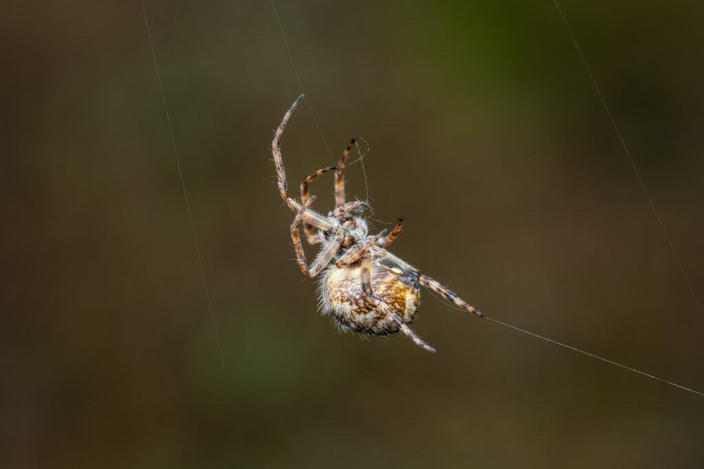 Křižák pýřitý (Agalenatea redii)