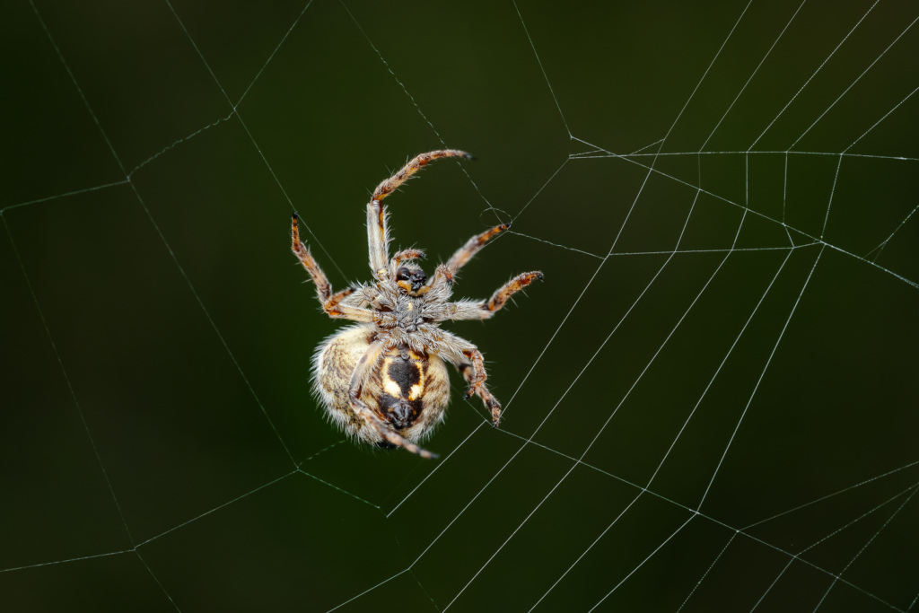 Křižák pýřitý (Agalenatea redii)