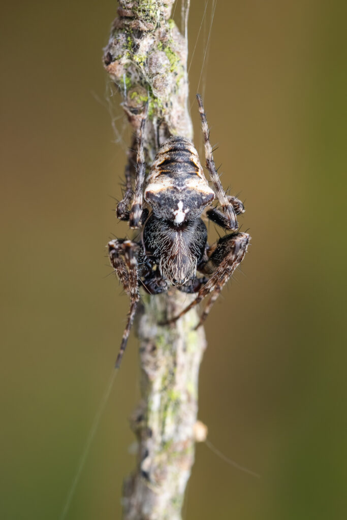 Křižák Ullrichův (Gibbaranea ullrichi) - samec