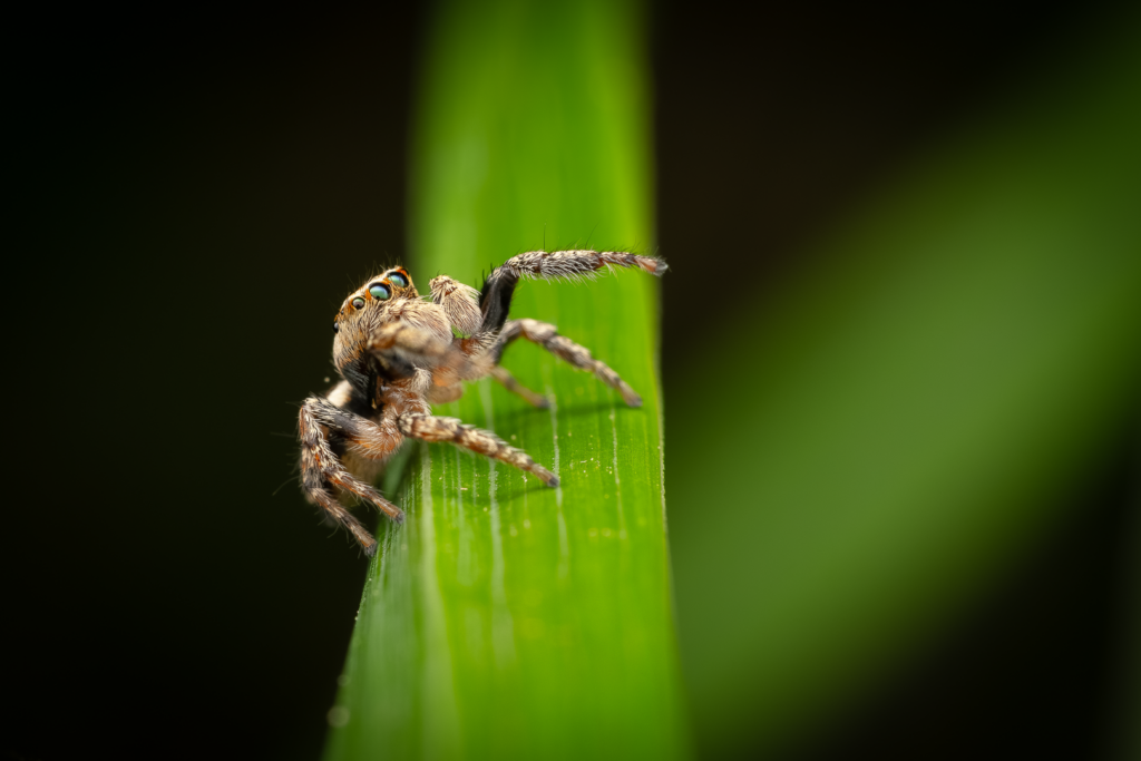 Skákavka obecná (Evarcha falcata)