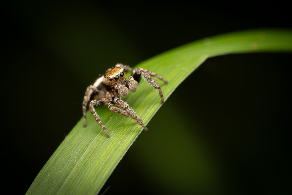 Skákavka obecná (Evarcha falcata)