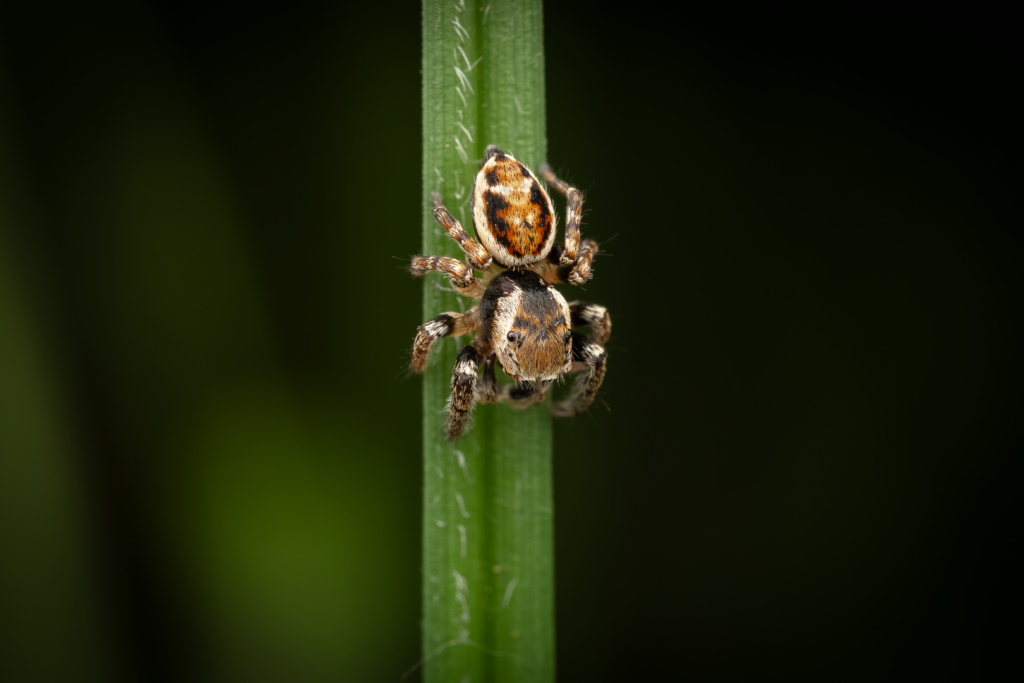 Skákavka obecná (Evarcha falcata)