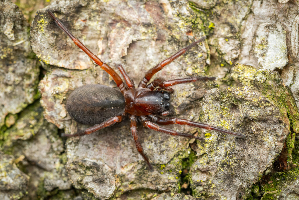 Punčoškář lesní (Inermocoelotes inermis)