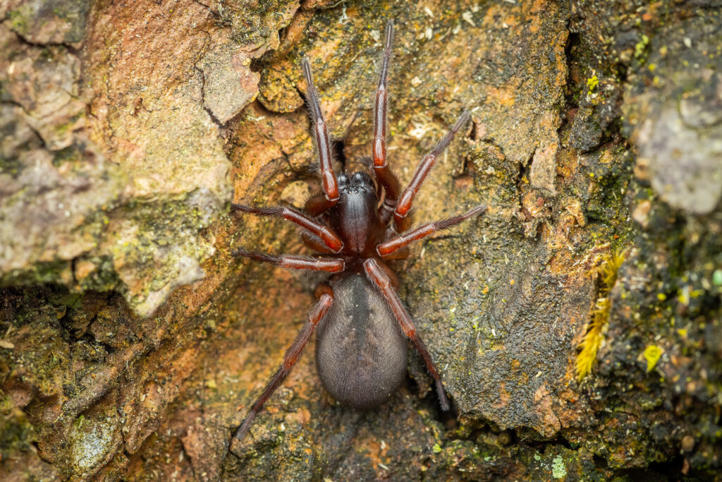 Punčoškář lesní (Inermocoelotes inermis)