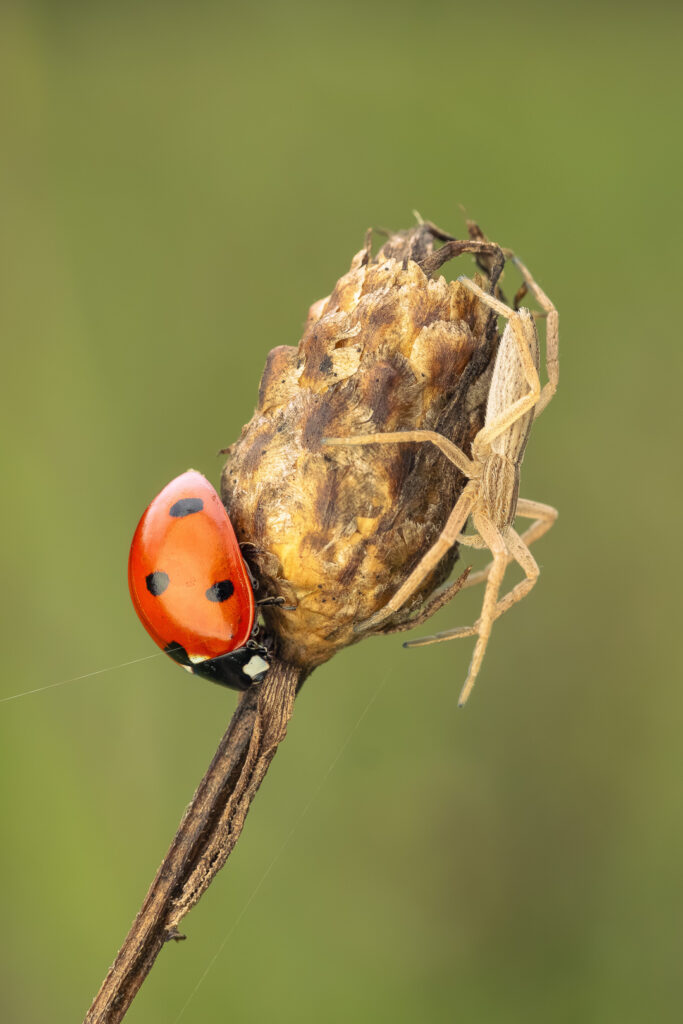 Slunéčko sedmitečné (Coccinella septempunctata) a Lovčík hajní (Pisaura mirabilis) na suchém květu