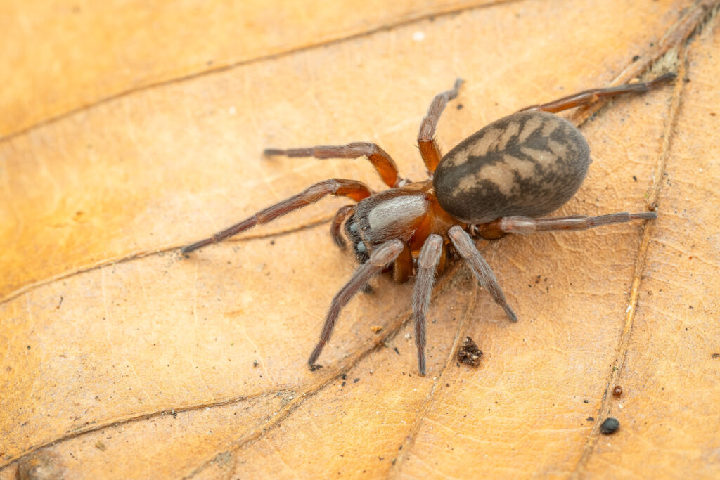 Cedivka lesní (Callobius claustrarius) makro portrét