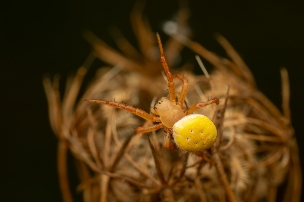 Křižák horský (Araniella alpica)