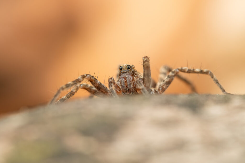 Slíďák hajní (Pardosa lugubris) makro detail - portrét