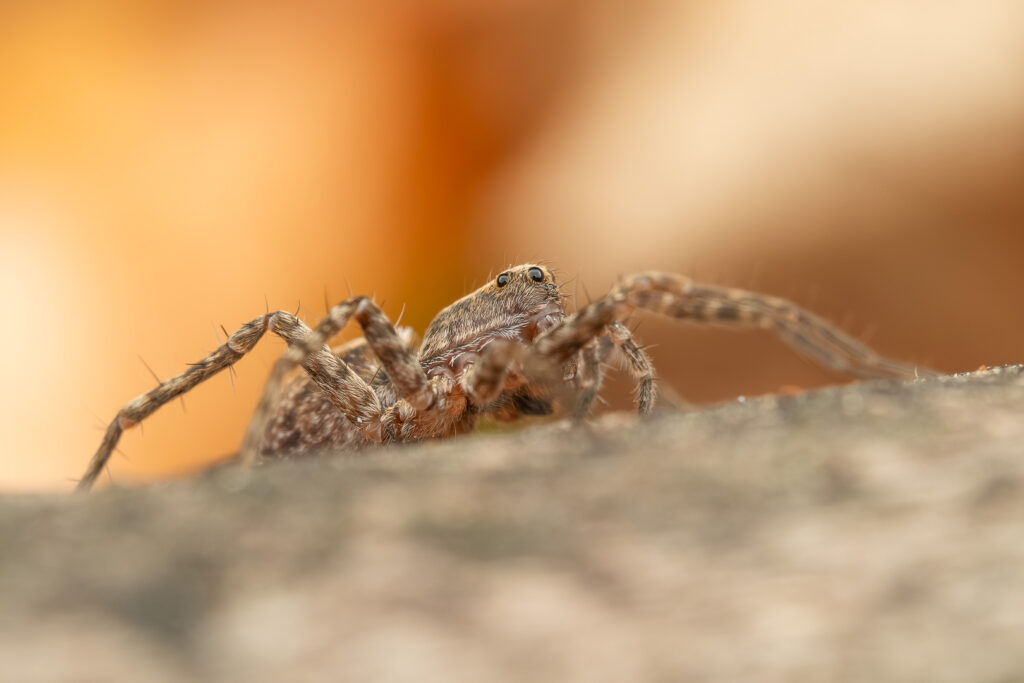 Slíďák hajní (Pardosa lugubris) makro detail - portrét