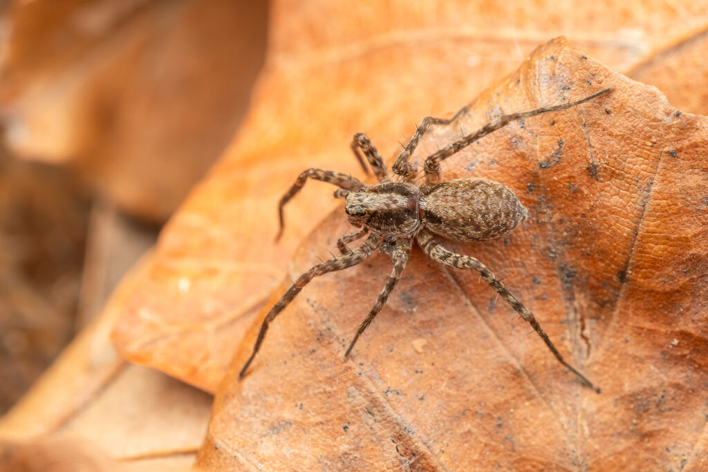 Slíďák hajní (Pardosa lugubris)