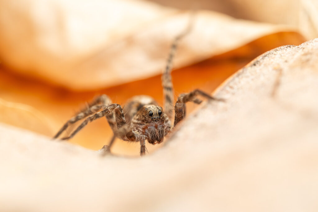 Slíďák hajní (Pardosa lugubris) makro detail - portrét
