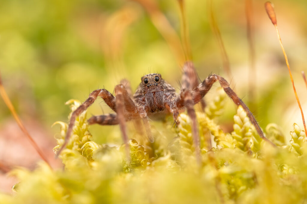 Slíďák hajní (Pardosa lugubris) makro detail - portrét